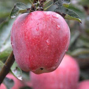 Huaniu Apple