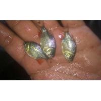 Rupchanda Fish Seeds