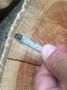 Teak Round Logs, Brand Name : tectona grandis