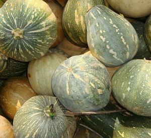 fresh pumpkin fresh pumpkin