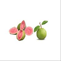 Guava pulp / puree