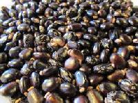 castor oil seed