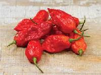 ghost pepper