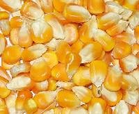 yellow broken maize