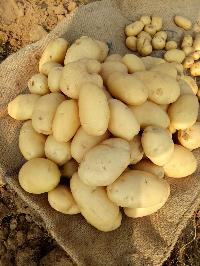 Seed potatoes Pukhraj