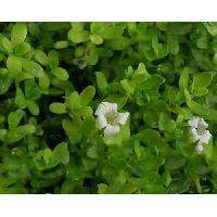 Brahmi Plant