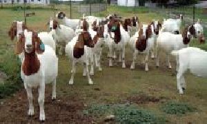 live diary Boer Goats