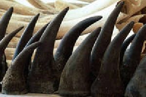 Rhinoceros Horns / Ivory
