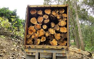 timber Logs Sawn Wood