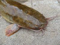magur fish