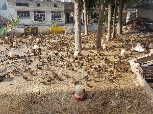 Golden 300 Ducklings