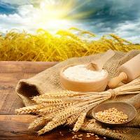 Non GMO Wheat Seeds.