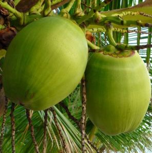 fresh coconuts