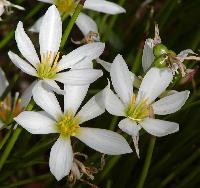 Zephyranthes Lily Plants