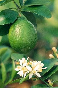 seedless lime plant