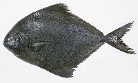 Black Pomfret Fish