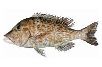 Emperor Fish