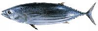 Skipjack Tuna Fish