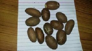 Aghassi seeds