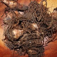 Dioscorea Root