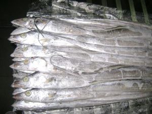 Frozen Ribbon Fish Frozen Ribbon Fish