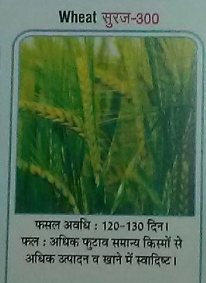 Suraj-300 Wheat Seeds