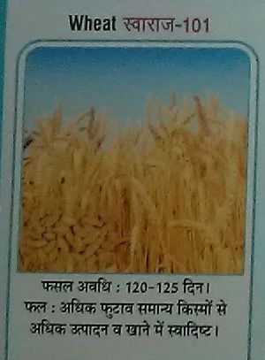 Swaraj-101 Wheat Seeds