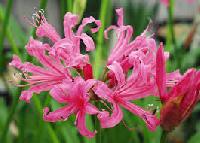 Nerine Lily Flower Bulbs