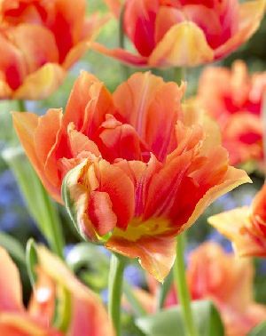 Tulip William Of Orange Flower Bulbs
