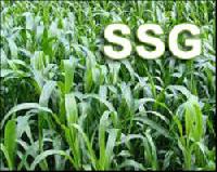 SSG Hybrid Seeds