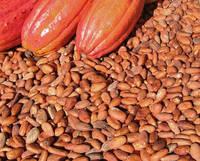 cocoa bean seed