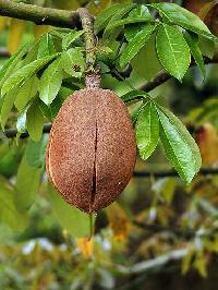 Malabar Chestnut