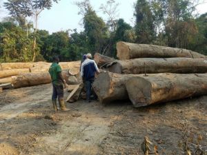 Ekop Beli Timber Logs