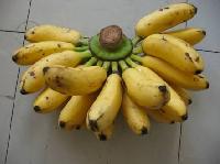 Fresh Bananas