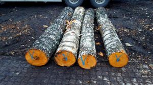 Birch Logs