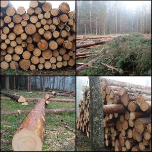 Pine Logs