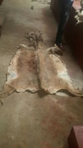 Sun Dried Donkey Skin