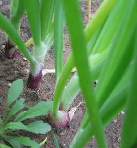 Garden Onions