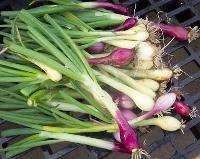 Garden Onions