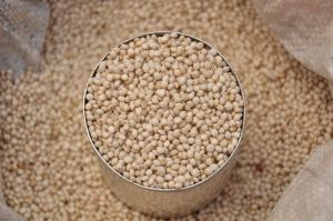 Sorghum Grains