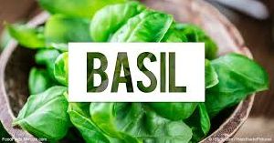 Fresh Basil Leaves