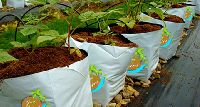 Cocopeat Opentop Growbags