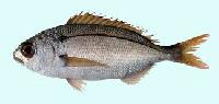 sea bream