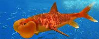 Orange Shark Fish