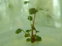 Strawberry Tissue Culture Plants