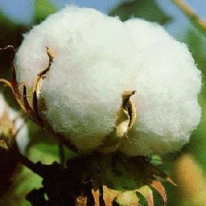 S-6 Indian Raw Cotton