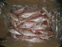 Frozen Threadfin Bream Fish