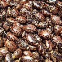 Castor Oil Seeds