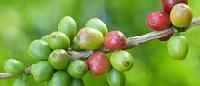 60% Green Coffee Extract