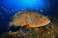 grouper fish